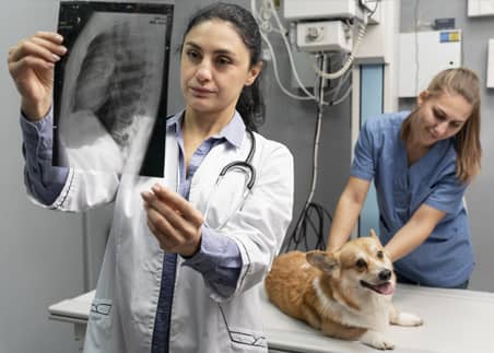 Traumatología L’HospitalVet+ Clínica Veterinaria