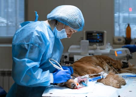 Urgencias L’HospitalVet+ Clínica Veterinaria